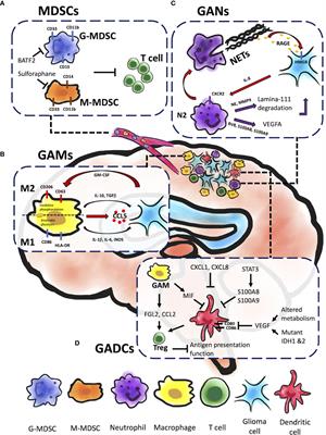 The Role of Myeloid Cells in GBM Immunosuppression